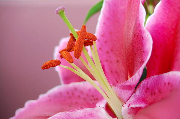 Lily Art Print featuring the photograph Pink Lily 4 by Amy Fose