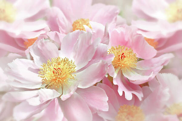 Peony Art Print featuring the photograph Pink Peony Flowers Parade by Jennie Marie Schell
