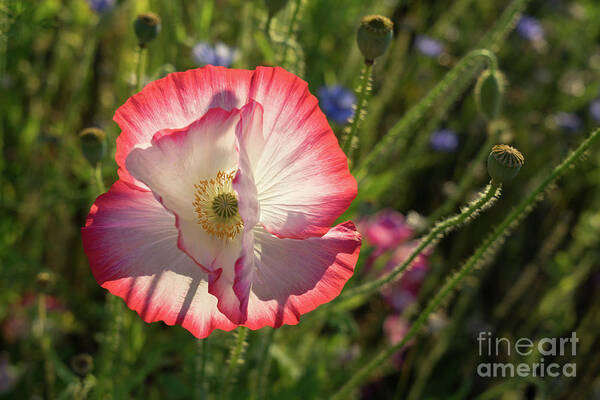 Poppy Art Print featuring the photograph Pink poppy blossom by Adriana Mueller