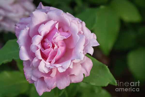 Pink Art Print featuring the photograph Pink Rose II by Lorraine Cosgrove