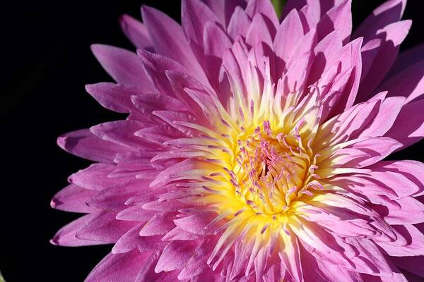 Water Lily Art Print featuring the photograph Pink Splendor by Mingming Jiang