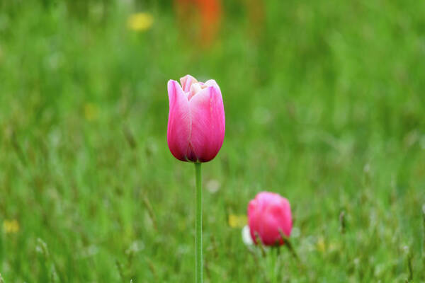 Tulip Art Print featuring the photograph Pink Tulip by Andrew Lalchan