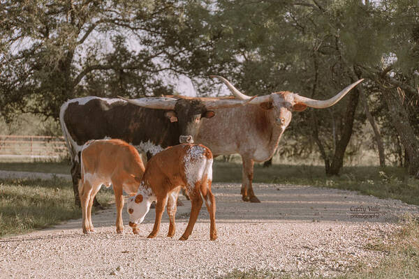 Texas Longhorns Wall Art Art Print featuring the photograph Playtime with Texas longhorns by Cathy Valle