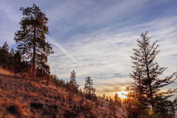 Tree Art Print featuring the photograph Ponderosa Pines at Sunset by Laura Tucker