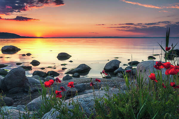 Sea Art Print featuring the photograph Poppies By the Sea by Evgeni Dinev