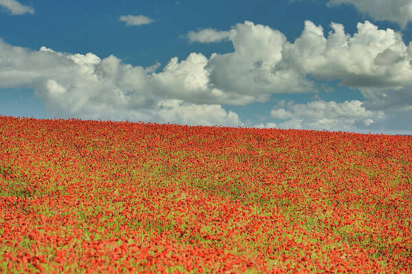 Landscape Art Print featuring the photograph Poppy field 4 by Remigiusz MARCZAK