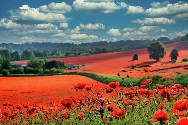 Landscape Art Print featuring the photograph Poppy field 8 by Remigiusz MARCZAK