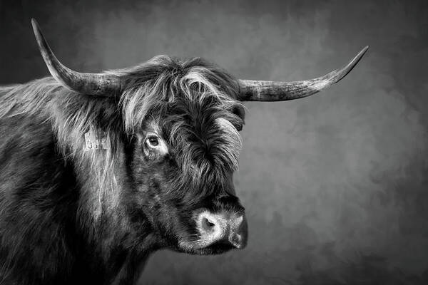 Portrait Art Print featuring the digital art Portrait scottish highlander cow in black and white by Marjolein Van Middelkoop