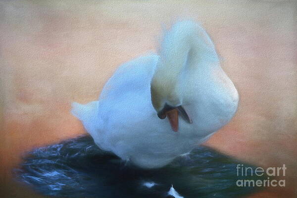 Swan Art Print featuring the photograph Preening Swan - Cygnus olor by Yvonne Johnstone