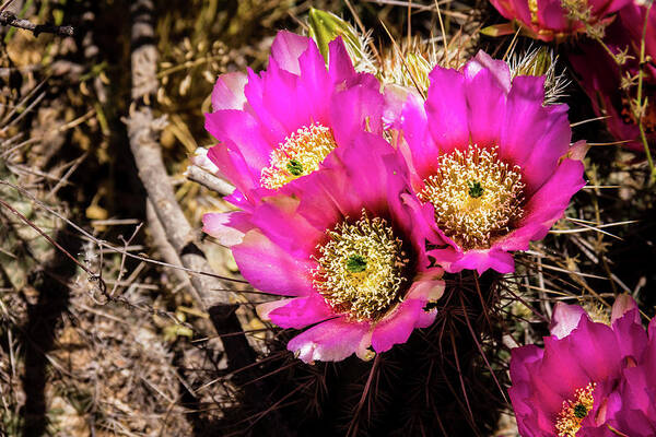 Canyon Art Print featuring the photograph Prickly pear cactus flowers by Craig A Walker