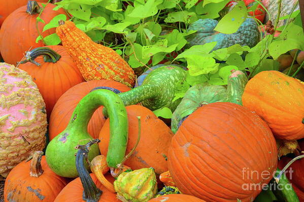 Autumn Art Print featuring the photograph Pumpkin Patch by Diana Mary Sharpton