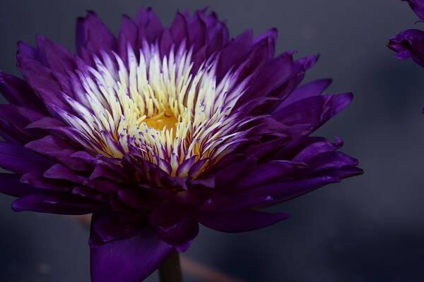 Water Lily Art Print featuring the photograph Purple Beauty by Mingming Jiang
