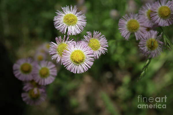Daisy Art Print featuring the photograph Purple Daisies by Coral Stengel