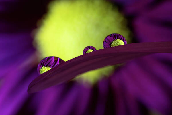 Daisy Art Print featuring the photograph Purple Daisy in Water Droplets by Kevin Schwalbe