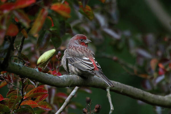 Birds Art Print featuring the photograph Purple Finch Enjoying a Fall Day by Trina Ansel