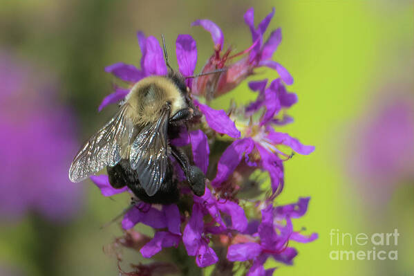 Purple Loosestrife Art Print featuring the photograph Purple Loosestrife #2 by Lorraine Cosgrove