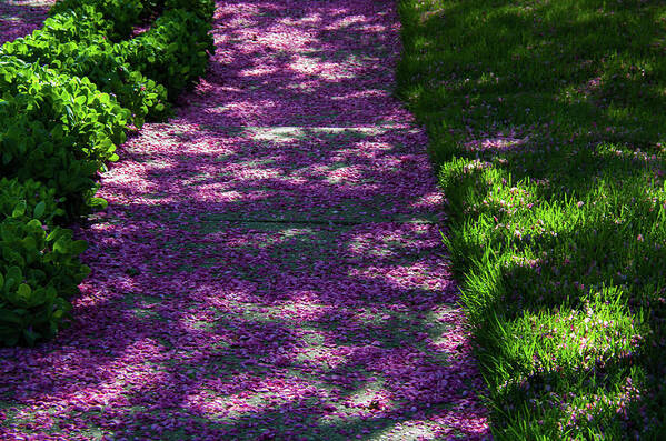 Crab Apple Tree Art Print featuring the photograph Purple Path by Rich Clewell