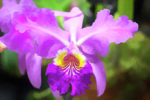 Flora Art Print featuring the photograph Purple Yellow Orchid by Loyd Towe Photography
