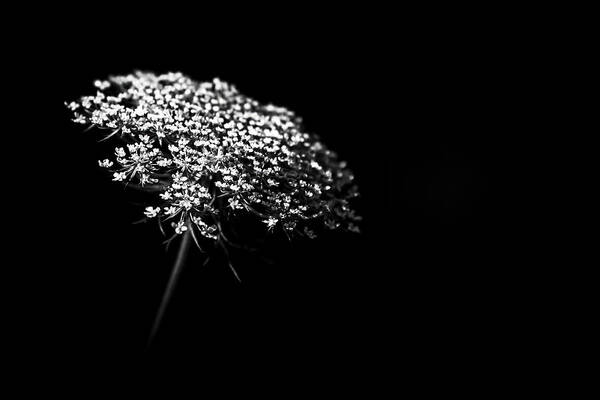Queen Annes Lace Art Print featuring the photograph Queen Anne's Lace by Holly Ross