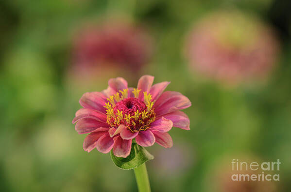 Queen Lime Red Zinnia Art Print featuring the photograph Queen Lime Red Zinnia by Tamara Becker