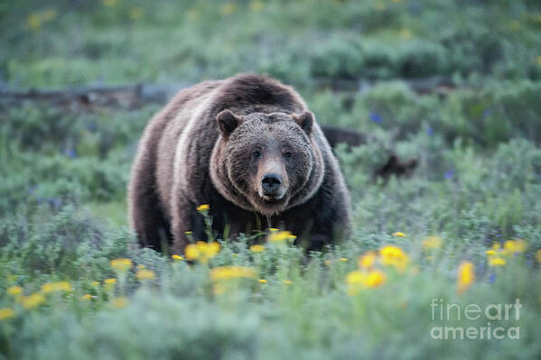 Wildlife Art Print featuring the photograph Queen of the Tetons - 399 by Sandra Bronstein