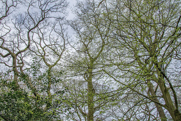 Queen's Wood Art Print featuring the photograph Queen's Wood Trees Spring 1 by Edmund Peston