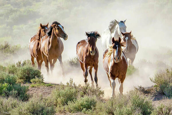 Horses Art Print featuring the photograph Racing to the Water Hole by Judi Dressler