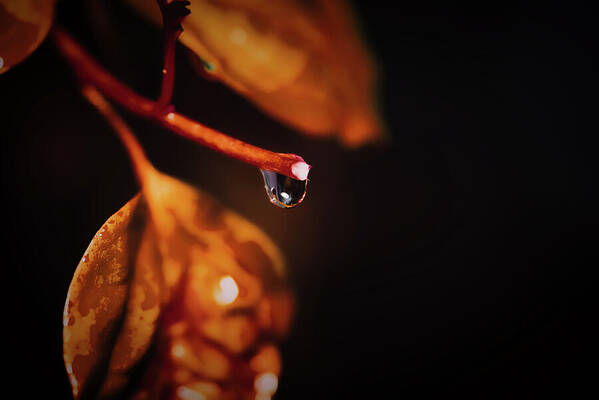 Macro Photography Art Art Print featuring the photograph Rain Drops on Bougainvillea by Gian Smith