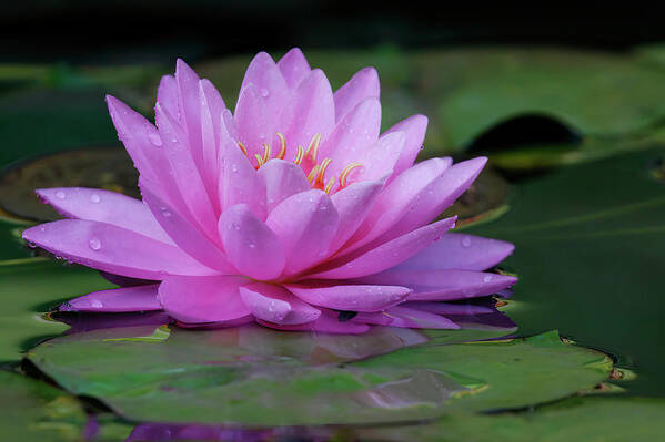Water Lily Art Print featuring the photograph Rain Kissed Lily by Gina Fitzhugh