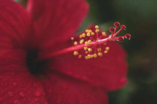 Flowers Art Print featuring the photograph Rain on Red Hibiscus by Adam Johnson
