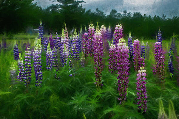 Lupine Art Print featuring the photograph Rain on the Lupine by Wayne King
