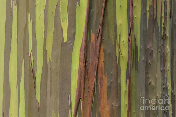 Eucalyptus Deglupta Art Print featuring the photograph Rainbow Eucalyptus Bark by Eva Lechner