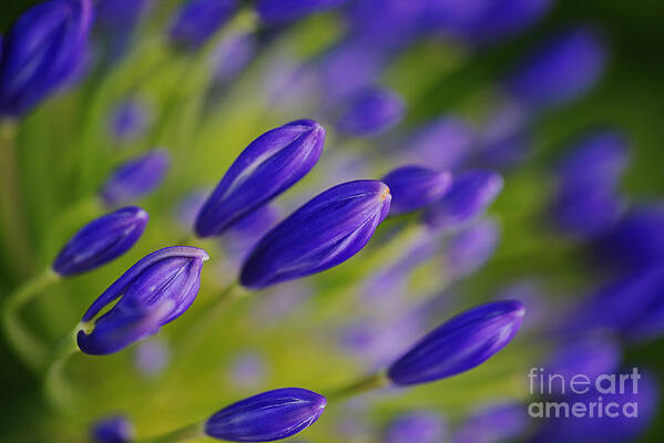 Lily Of The Nile Art Print featuring the photograph Raining Agapanthus Buds by Joy Watson