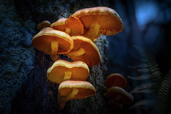 Mushrooms Art Print featuring the photograph Realm of the Mushroom by Mark Andrew Thomas