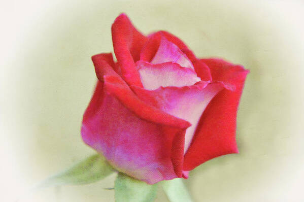 Rose Art Print featuring the digital art Red and Pink Rose Dream by Gaby Ethington