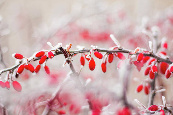 Japanese Barberry Art Print featuring the photograph Red Barberry - Berberis thunbergii by Viktor Wallon-Hars