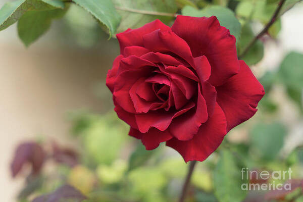 Red Rose Art Print featuring the photograph Red beauty in the garden by Adriana Mueller