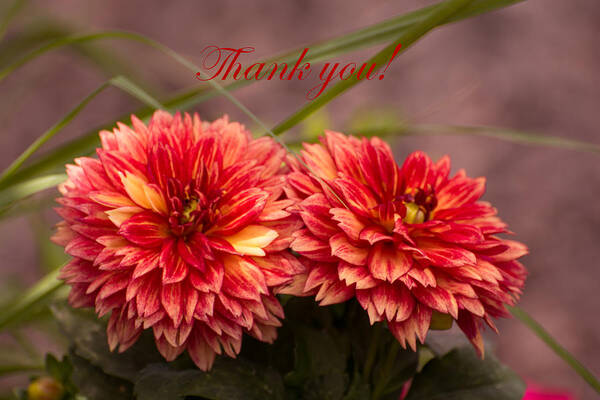 Dahlia Art Print featuring the photograph Red Dahlia Thank You by Zina Stromberg