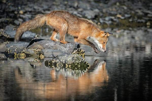 (vulpes Vulpes) Art Print featuring the photograph Red Fox Reflection by James Capo