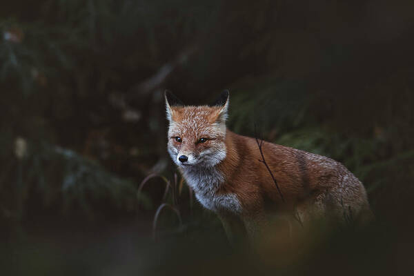 Wilderness Art Print featuring the photograph Red Fox Woods by Scott Slone