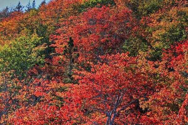 Autumn Fall Colours Colors Trees Red Yellow Orange Seasons Relax Church Tower Bear River Nova Scotia Canada Art Print featuring the photograph Red Hill by David Matthews