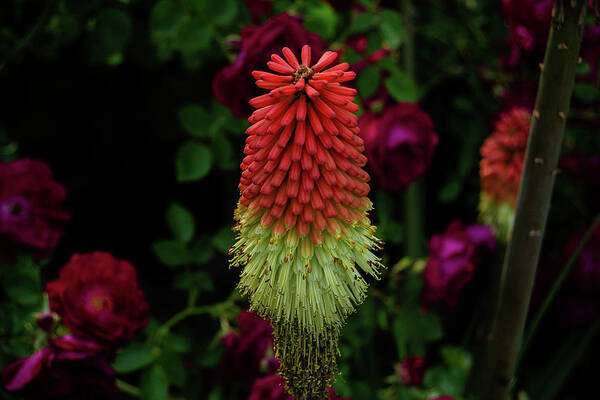 Art Art Print featuring the photograph Red Hot Poker by Heather Bettis