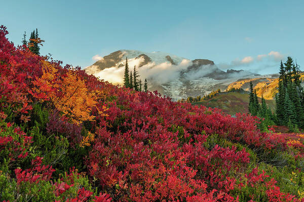 Mount Rainier Art Print featuring the photograph Red Huckleberry in Front of Mount Rainier by Kelly VanDellen