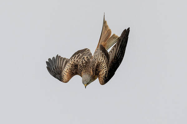 Red Kite Art Print featuring the photograph Red Kite Diving by Mark Hunter