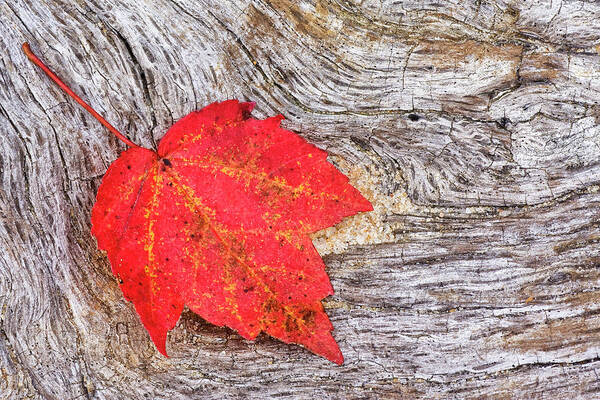 Red Leaf Art Print featuring the photograph Red Leaf on Deadwood at Pine Cliffs Recreation Area by Bob Decker