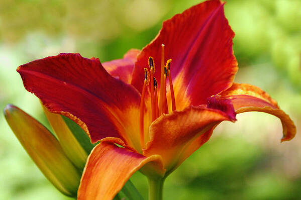 Red Art Print featuring the photograph Red Magic Day Lily Flower by Gaby Ethington