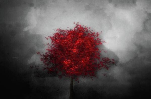 Red Maple Art Print featuring the photograph Red Maple Against A Dark Sky by James DeFazio