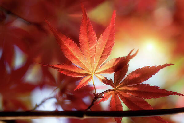 Red Maple Leaves At Sunset Art Print featuring the photograph Red Maple Leaves at Sunset by Philippe Sainte-Laudy