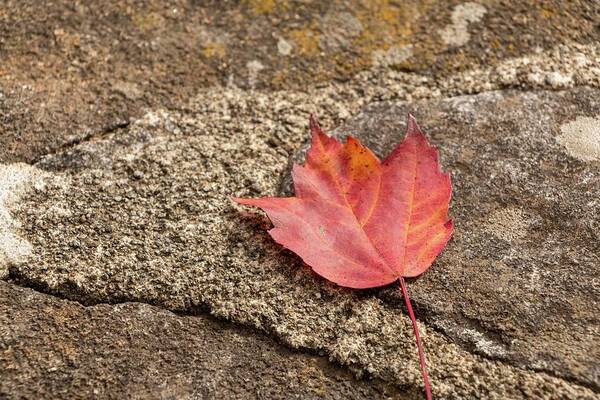 Acer Art Print featuring the photograph Red Maple Stone by Liza Eckardt