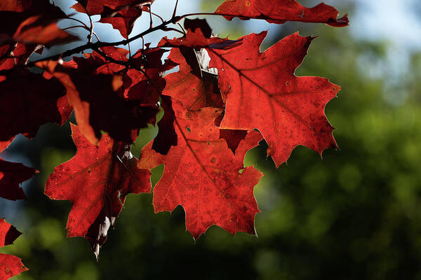 Red Art Print featuring the photograph Red Oak Leaves In Autumn by Artur Bogacki